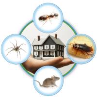 Angie Pest Control image 2